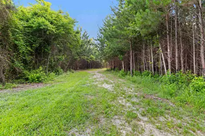 77 Acres - Tbd Bert Hanna Rd., Johnsonville, SC 29555 - Photo 16