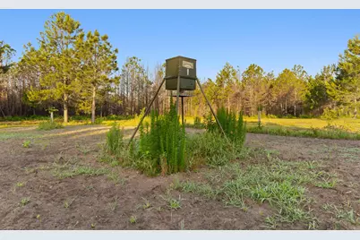 77 Acres - Tbd Bert Hanna Rd., Johnsonville, SC 29555 - Photo 8