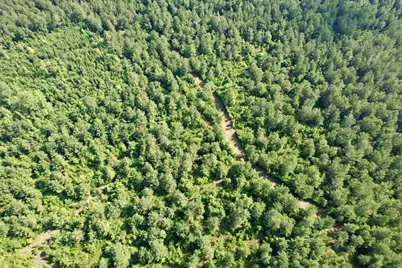 101.49 Acres - Epps Rd., New Zion, SC 29111 - Photo 12