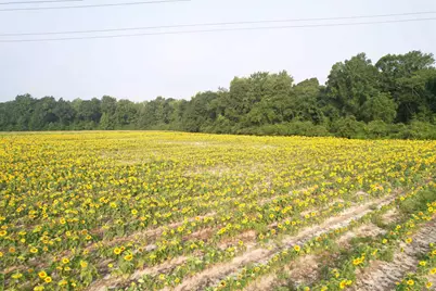 17.74 Acres - S Deerfield Rd., Johnsonville, SC 29555 - Photo 4