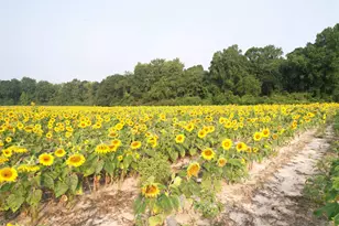 17 74 Acres - S Deerfield Rd, Johnsonville, SC 29555 - Photo 1
