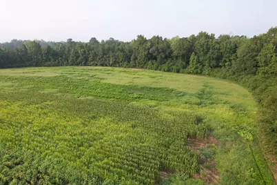 17.74 Acres - S Deerfield Rd., Johnsonville, SC 29555 - Photo 6