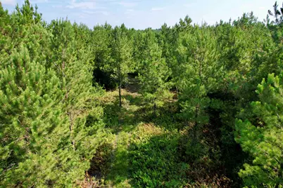 50.5 Acres Epps Rd., New Zion, SC 29111 - Photo 10