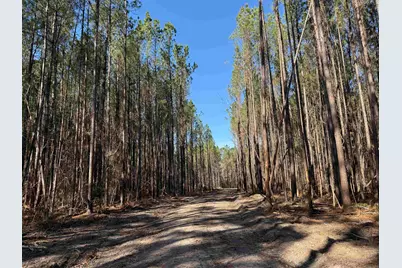31.40 Acres-Tbd Pennyroyal Rd., Georgetown, SC 29440 - Photo 1