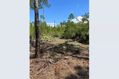 117 Lodge Pole, Georgetown, FL 32139 - Photo 6