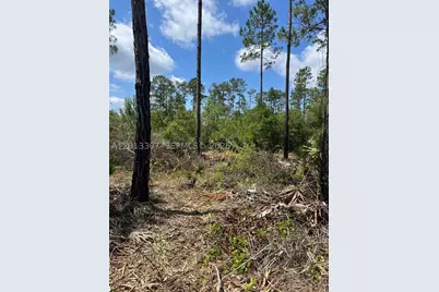 117 Lodge Pole, Georgetown, FL 32139 - Photo 1