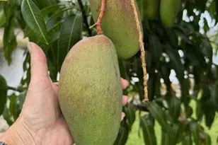 4881 SW Parkgate Blvd, Palm City, FL 34990 - Photo 84