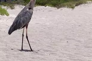 513 Gunwale Ln, Longboat Key, FL 34228 - Photo 40