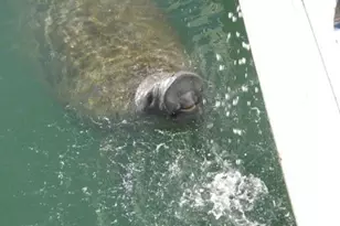 513 Gunwale Ln, Longboat Key, FL 34228 - Photo 40