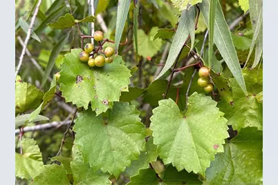 27325 SW Tommy Clements Street, Indiantown, FL 34956 - Photo 8