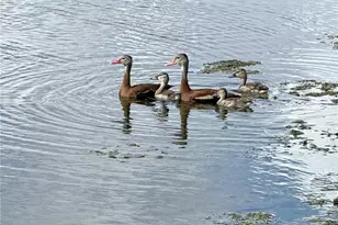 98 Spring Lake Dr, Vero Beach, FL 32962 - Photo 26