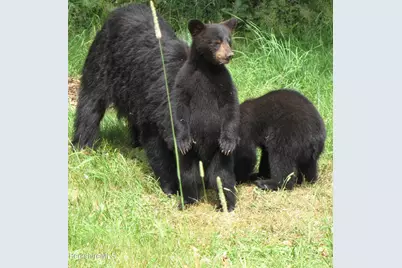 0 Johnny Cake Hill Rd, Middlefield, MA 01243 - Photo 10