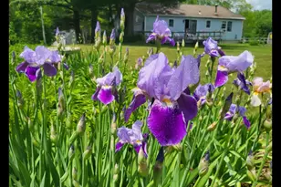 8 Samson St, Pittsfield, MA 01201 - Photo 50