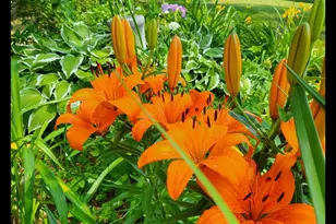 8 Samson St, Pittsfield, MA 01201 - Photo 38