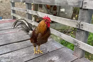 26A Stonebridge Way, Tyringham, MA 01264 - Photo 54