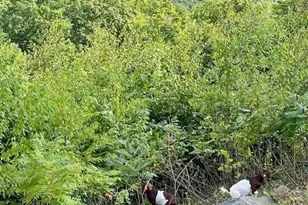 26A Stonebridge Way, Tyringham, MA 01264 - Photo 44