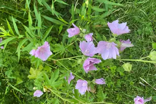 14 Blotz Rd, Washington, MA 01223 - Photo 28