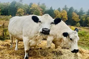 276 Great Barrington Rd, West Stockbridge, MA 01266 - Photo 54