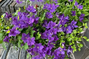 4 Birch Hill Rd, Peru, MA 01235 - Photo 50