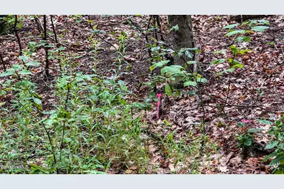 Lot76 Moberg Rd, Becket, MA 01223 - Photo 6