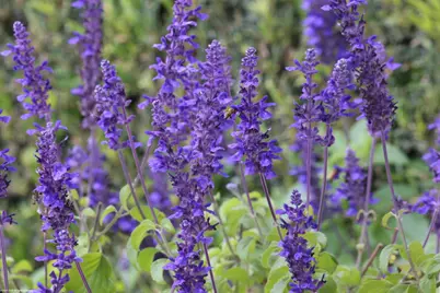 2990 SW Twin Oaks Way, Wellington, FL 33414 - Photo 38