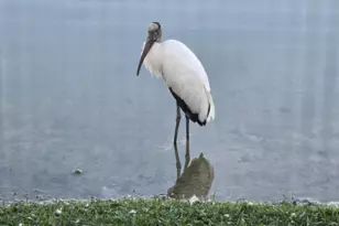 162 Plantation Blvd, Greenacres, FL 33467 - Photo 58