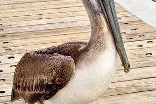 3212 NE 12th St, Pompano Beach, FL 33062 - Photo 36