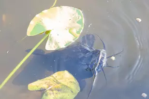 32801 US-441, Okeechobee, FL 34972 - Photo 46