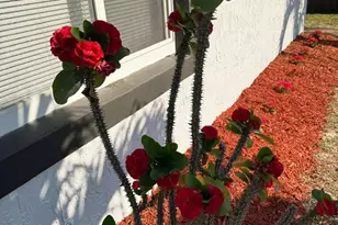 4010 NE 6th Ave, Deerfield Beach, FL 33064 - Photo 4