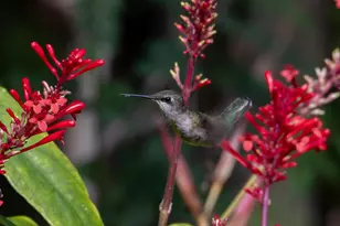 534 NW Kingston St, Port Saint Lucie, FL 34983 - Photo 74