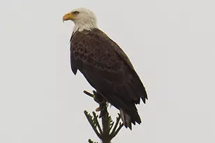 534 NW Kingston St, Port Saint Lucie, FL 34983 - Photo 76