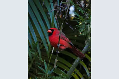 534 NW Kingston Street, Port Saint Lucie, FL 34983 - Photo 78