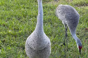 6657 Pavone St, Lake Worth, FL 33467 - Photo 36