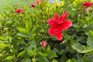 81 Camden Dr, West Palm Beach, FL 33417 - Photo 6