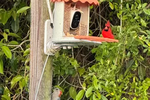 17930 87th Ln N, The Acreage, FL 33470 - Photo 62