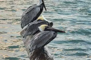 235 Fordham Dr, Lake Worth Beach, FL 33460 - Photo 20