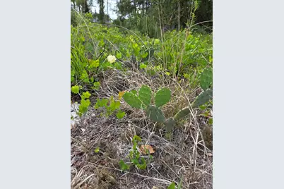 232 Silver Avenue, Lake Placid, FL 33852 - Photo 6