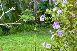 2834 Adams St, Hollywood, FL 33020 - Photo 38