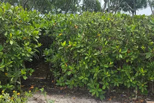200 Waterway Rd, Tequesta, FL 33469 - Photo 78