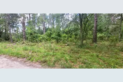 0 160th Terrace, Mc Alpin, FL 32062 - Photo 8
