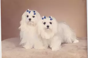 3015 N Ocean Blvd, Fort Lauderdale, FL 33308 - Photo 18