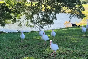 4070 Exeter D, Boca Raton, FL 33434 - Photo 38