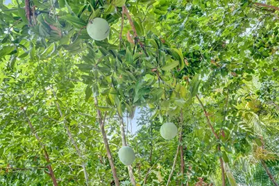 2672 NW 95th Terrace, Coral Springs, FL 33065 - Photo 58