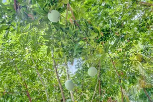 2672 NW 95th Terrace, Coral Springs, FL 33065 - Photo 58