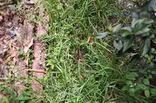 0000 SE 44 Ave, Ocala, FL 32526 - Photo 1