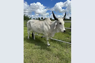 0 NW 240th, Okeechobee, FL 34972 - Photo 16