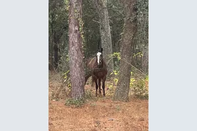 3050 E Possum Court, Inverness, FL 34452 - Photo 56