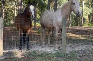 3050 E Possum Ct, Inverness, FL 34452 - Photo 46