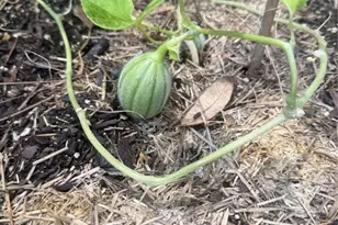 3050 E Possum Ct, Inverness, FL 34452 - Photo 48