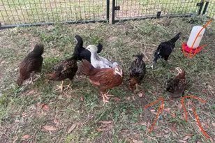 3050 E Possum Ct, Inverness, FL 34452 - Photo 72